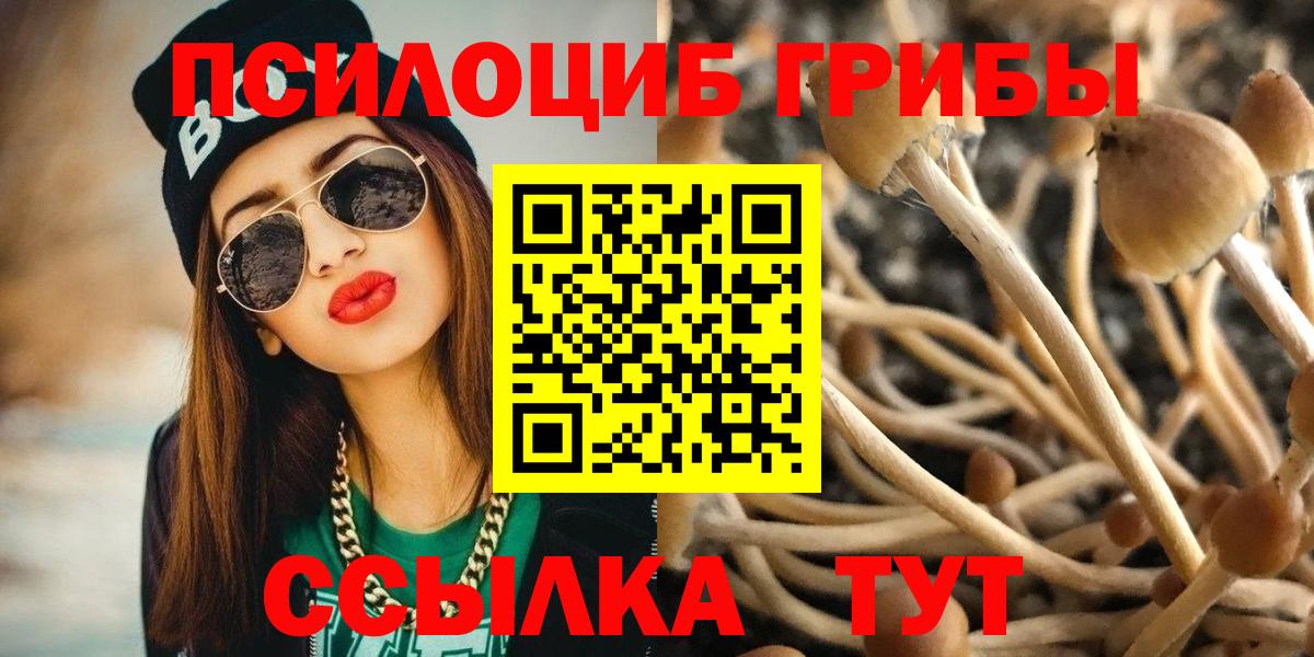 Псилоцибиновые грибы Psilocybine cubensis Карпинск